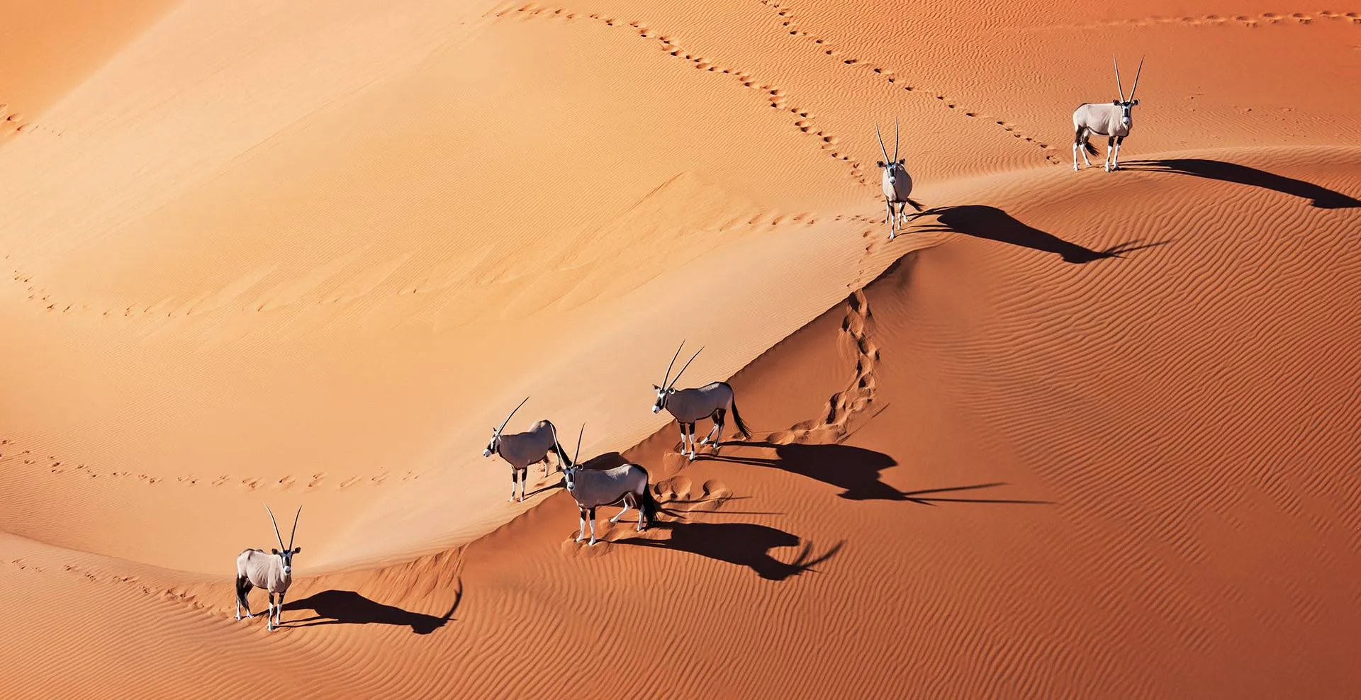Ein Karakal in seinem natürlichen Lebensraum, der Wüste, auf der Suche nach Beute.