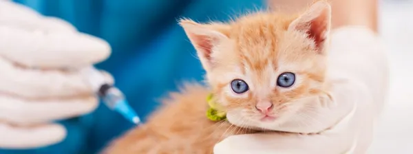 Ein Kätzchen erhält eine Impfung vom Tierarzt.