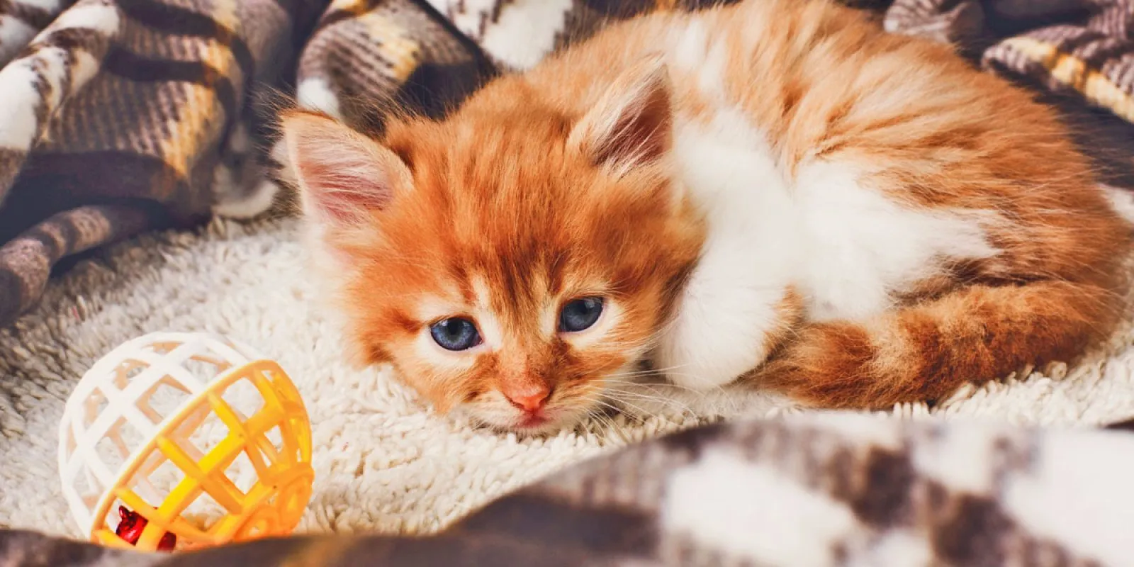 Ein Kätzchen spielt neugierig mit seiner Mutterkatze, symbolisiert die behutsame Trennung einer 12 Wochen alten Katze von ihrer Familie.