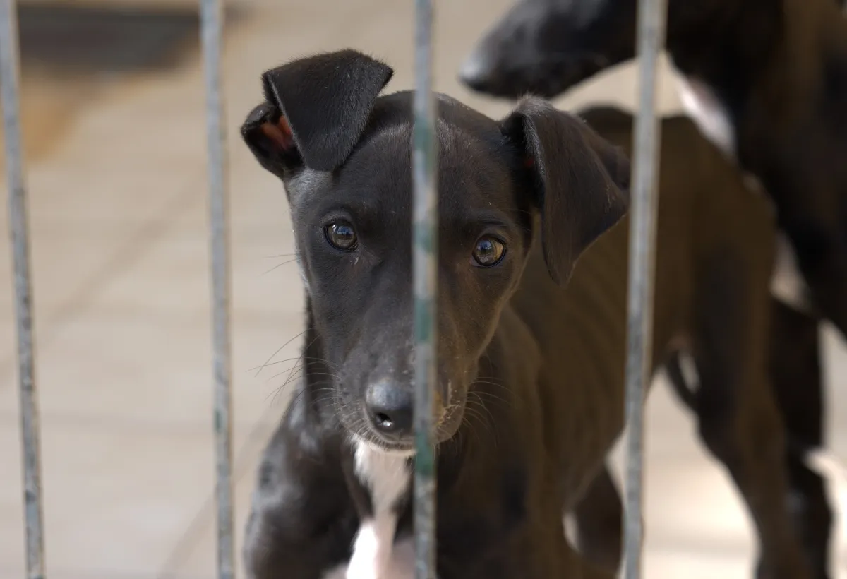Ein kleines Galgo-Welpe kuschelt sich an eine Hand, symbolisiert Schutz und die Hoffnung auf ein gesundes Wachstum