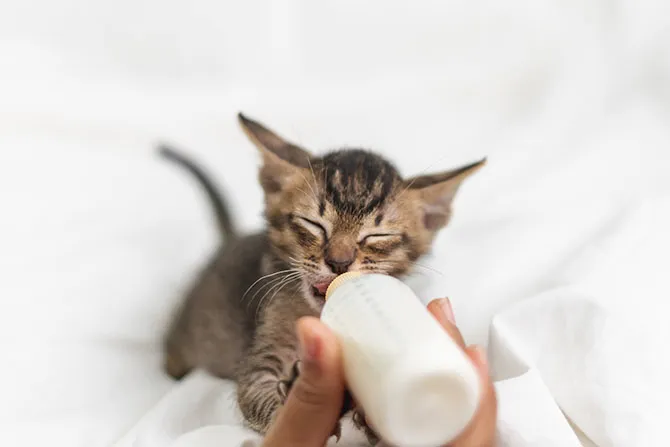Ein kleines Kitten trinkt Milch aus einem Fläschchen, was die Fütterung von Katzenmilch für Kitten symbolisiert.