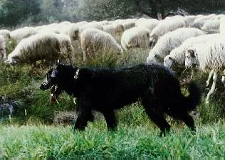 Ein kräftiger Strobel Hund, ein Altdeutscher Hütehund mit zottigem Fell, aufmerksam im Gras sitzend