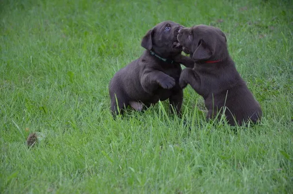 Ein Labrador Retriever Welpe spielt mit einem Spielzeug