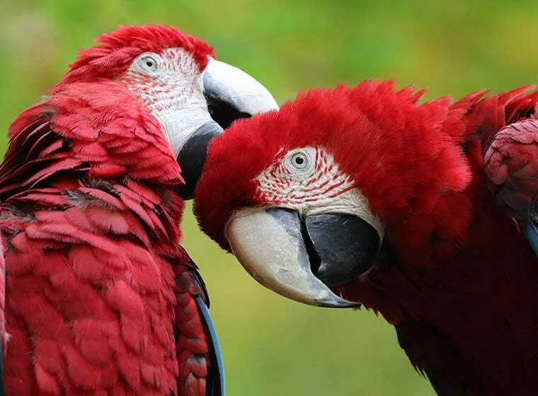 Ein lebhafter Papagei auf einem Ast, der die Freude an der artgerechten Papageienhaltung symbolisiert.