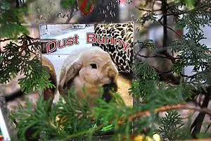 Ein liebevolles Andenken an ein Kaninchen, befestigt am Pet Memorial Christmas Tree in New York, erinnert an ein verstorbenes Haustier.