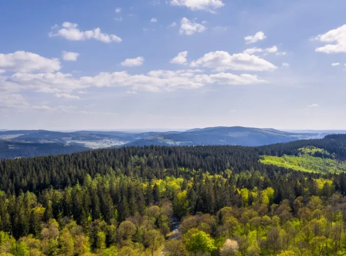 Ein Luftaufnahme eines Waldgebiets mit Bergen im Hintergrund
