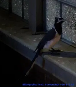 Ein majestätischer Blauhäher sitzt auf einem Ast und zeigt sein charakteristisches blaues Federkleid und die langen Schwanzfedern.