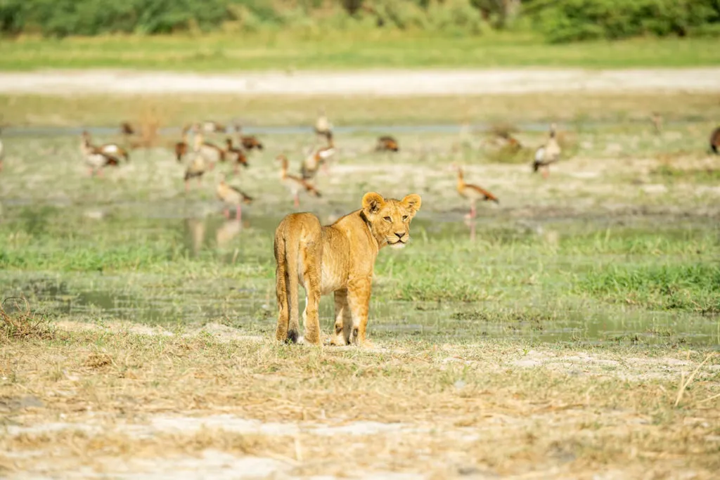 Ein majestätischer Löwe ruht im Moremi Game Reserve, Botswana