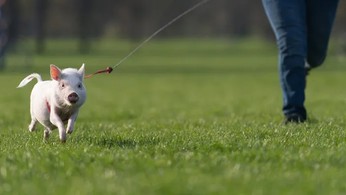 Ein Mini Schwein rennt über eine grüne Wiese.