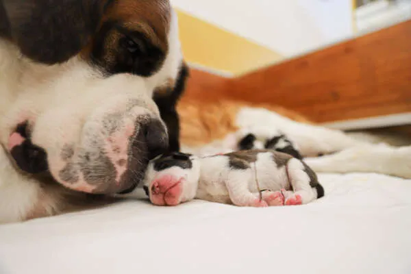 Ein neugeborener Bernhardiner Welpe liegt schlafend im weichen Fell seiner Mutter.