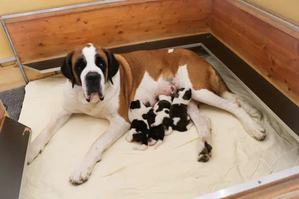 Ein neugieriger Bernhardiner Welpe blickt aus einer Holzkiste hervor.