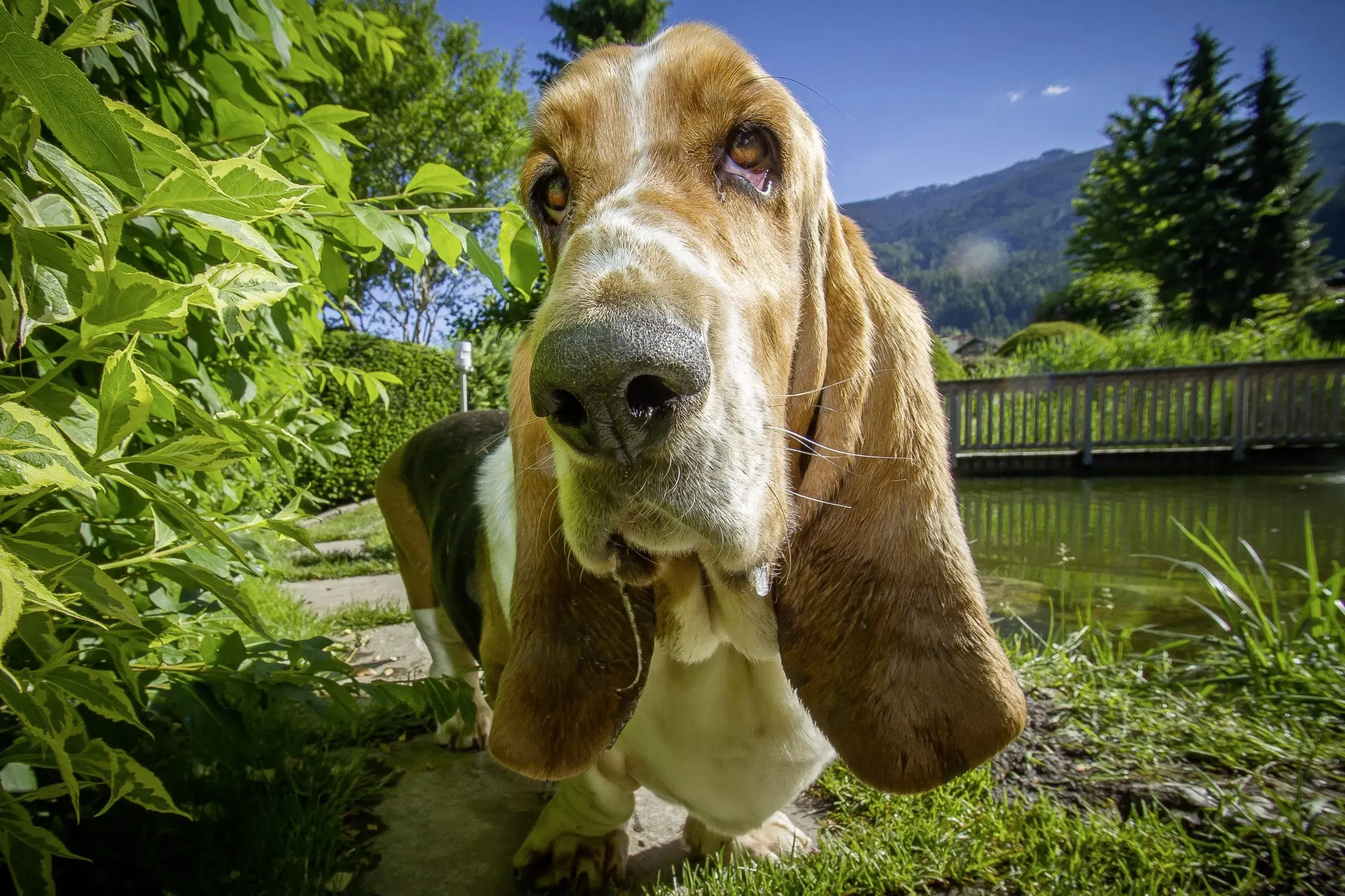 Ein neugieriger Hund blickt in die Kamera im Gartenhotel Magdalena, welches für seine tierliebe Atmosphäre im Zillertal bekannt ist.