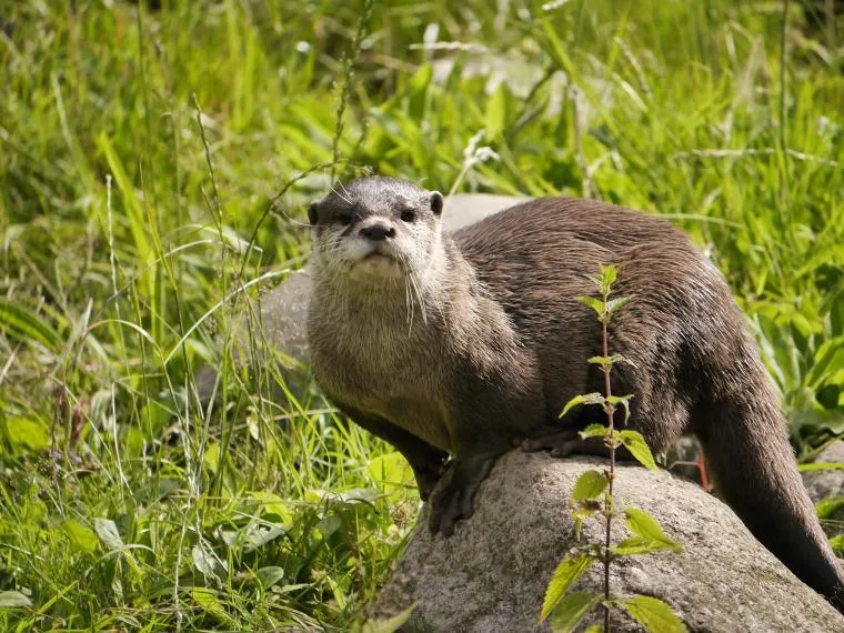 Ein niedlicher Zwergotter mit aufmerksamem Blick, der die Faszination für Otter als Haustiere symbolisiert.