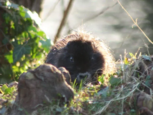 Ein Nutria schwimmt in einem Teich