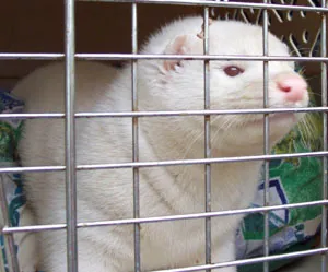 Ein Pearl-Mink namens James in seinem Gehege, als Haustier gehalten