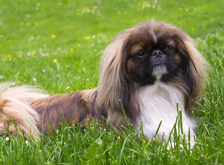 Ein Pekinese Hund mit langem Fell und kurzer Schnauze, charakteristisch für die Rasse.
