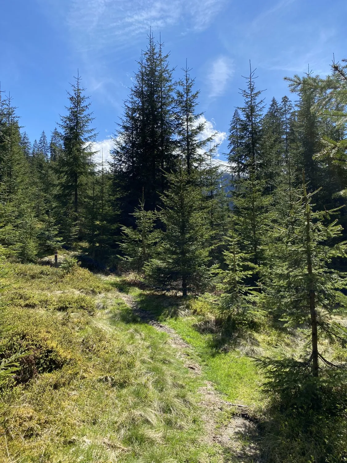 Ein Pfad durch einen dichten deutschen Wald, gesäumt von hohen Bäumen und grünem Moos