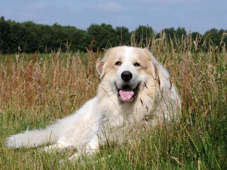 Ein Pyrenäenberghund ruht sich aus