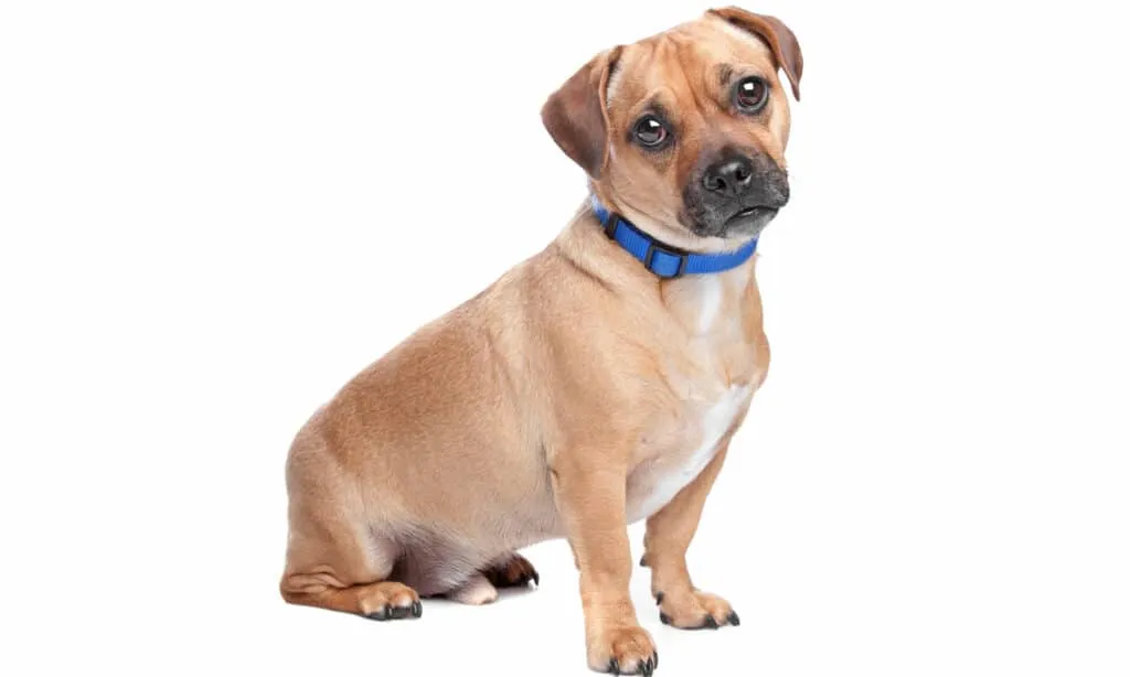 Ein Retro Mops mit wachsamen Augen, der in die Kamera blickt