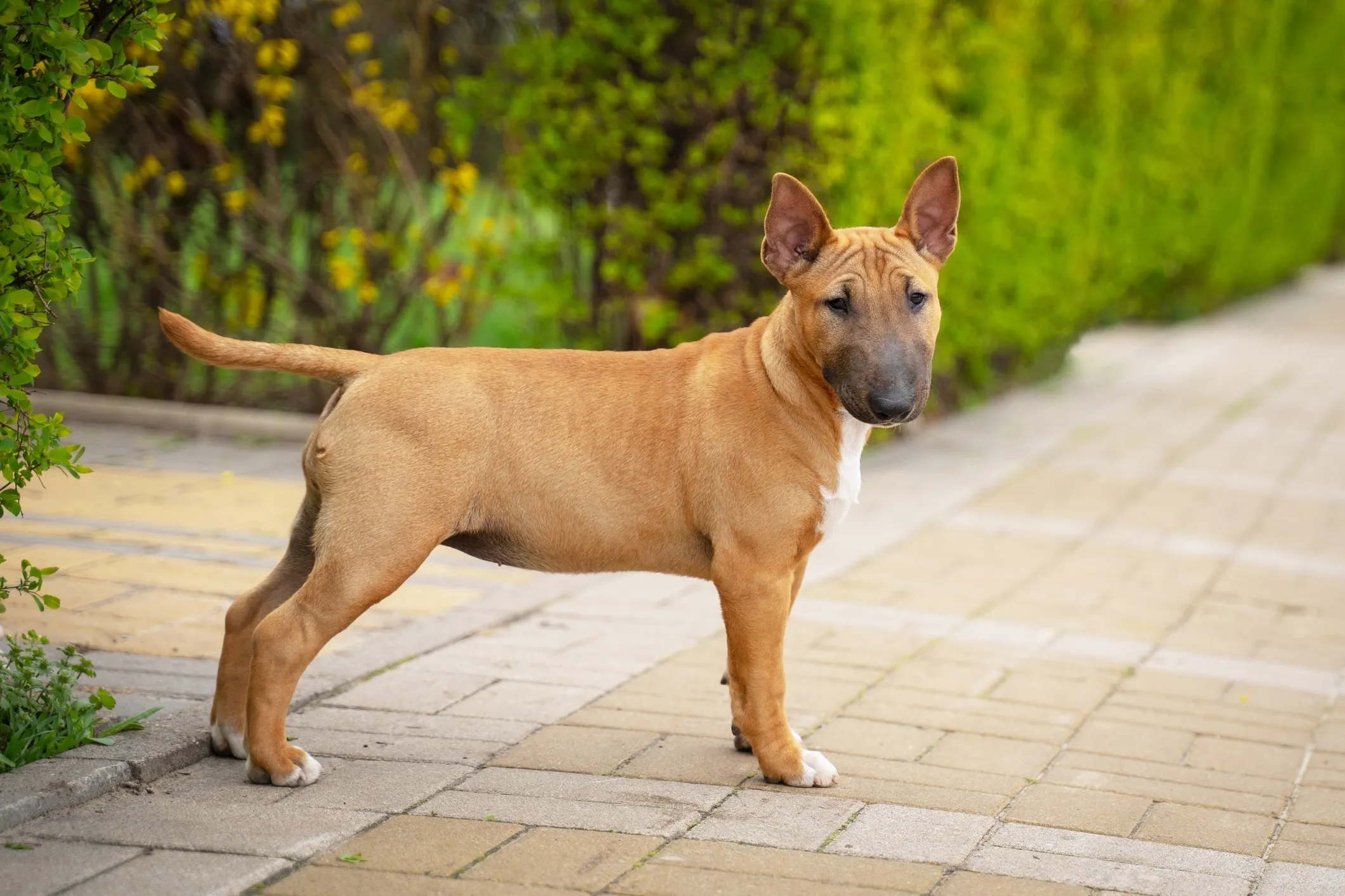 Ein roter Miniatur-Bullterrier steht auf einem Spazierweg in einem Park