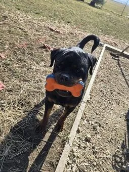 Ein Rottweiler sitzt auf dem Rasen und blickt aufmerksam zur Seite.