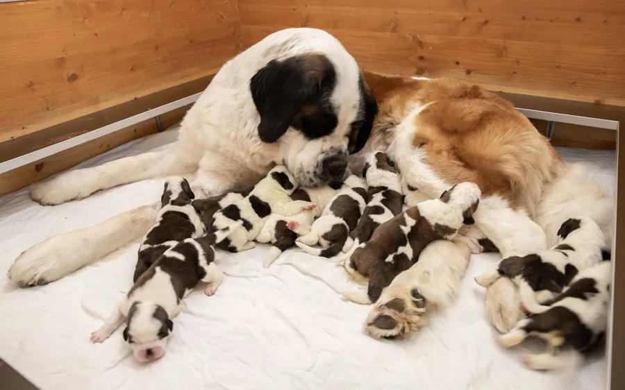 Ein schlafender Bernhardiner Welpe der Fondation Barry liegt gemütlich auf einer blauen Decke.