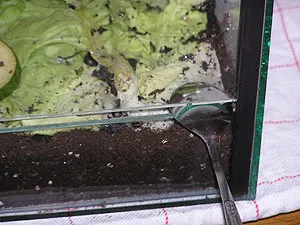 Ein schmaler Spalt am Terrarium ermöglicht den Gasaustausch