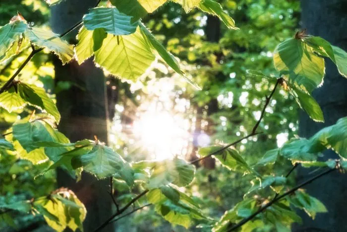 Ein sonnenbeschienener Buchenwald in Hessen, symbolisch für die naturnahe Waldwirtschaft, die der BUND für Umwelt und Naturschutz befürwortet.