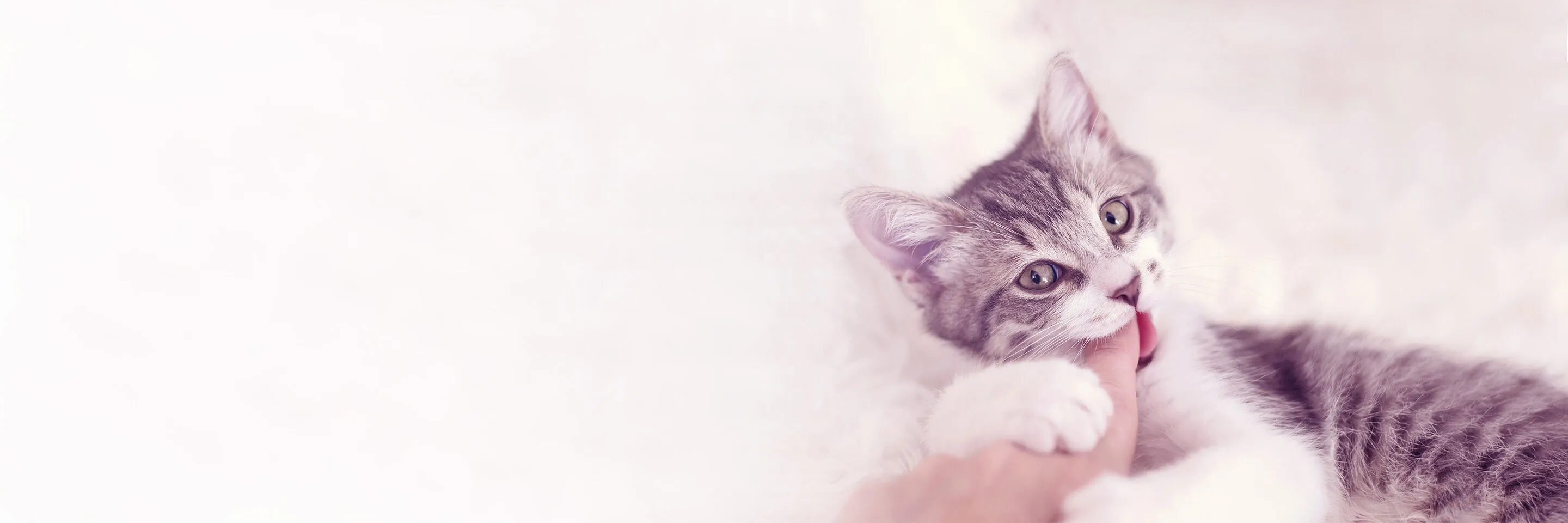 Ein spielerisches Kätzchen beißt sanft in den Finger eines Menschen, ein häufiges Verhalten in der Kitten-Erziehung.