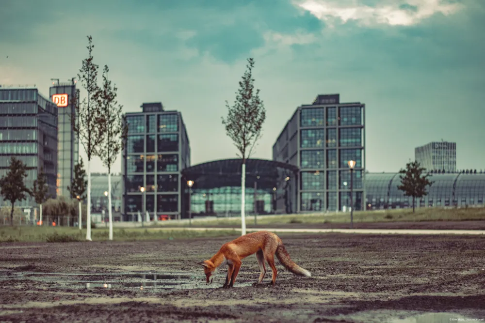 Ein Stadtfuchs trinkt aus einer Pfütze vor dem Berliner Hauptbahnhof, ein überraschendes Bild der Biodiversität in der Stadt