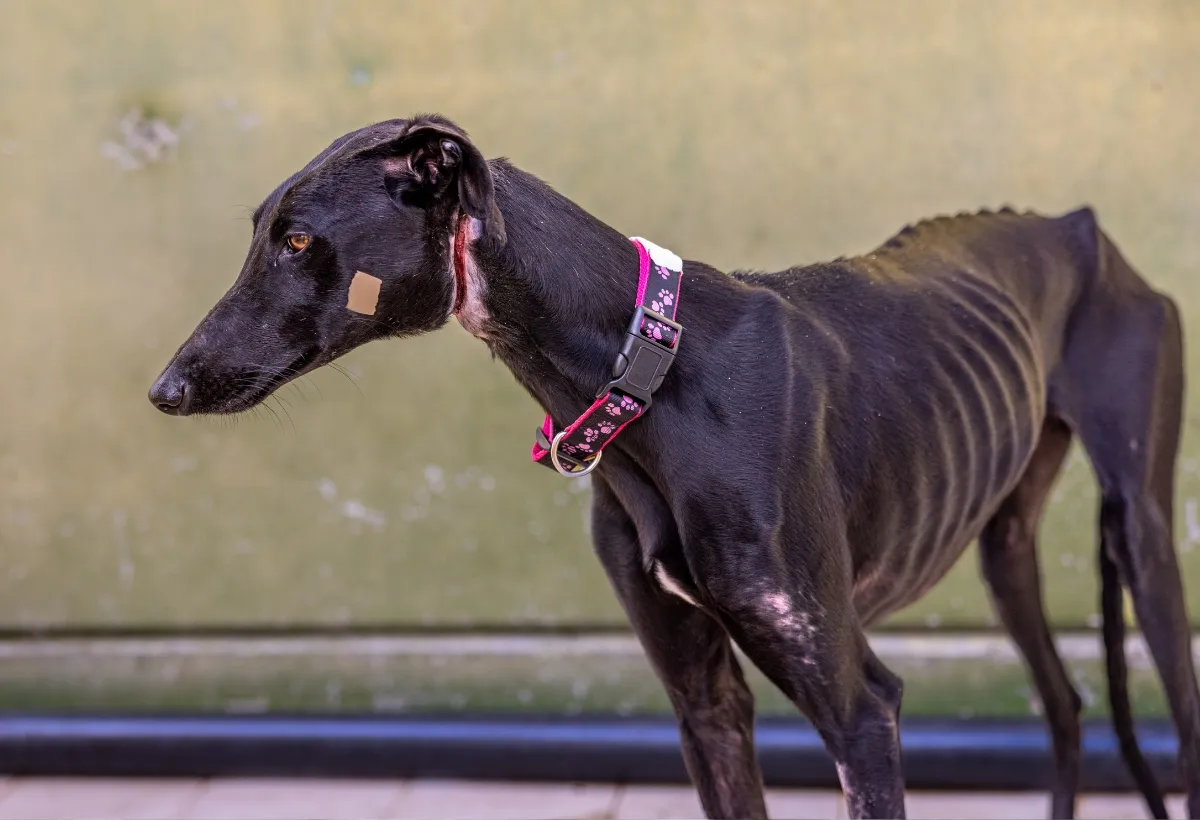 Ein stark abgemagerter Galgo liegt erschöpft, ein trauriges Bild des Hungertodes, den viele spanische Jagdhunde erleiden