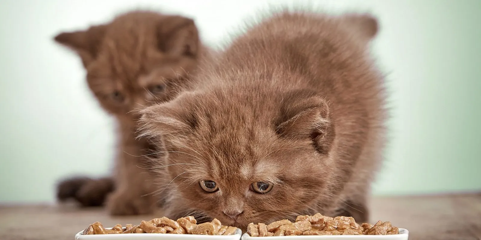 Ein süßes Kitten frisst aus einem Napf, illustrierend die richtige Futtermenge für 12 Wochen alte Kitten und deren Wachstum.