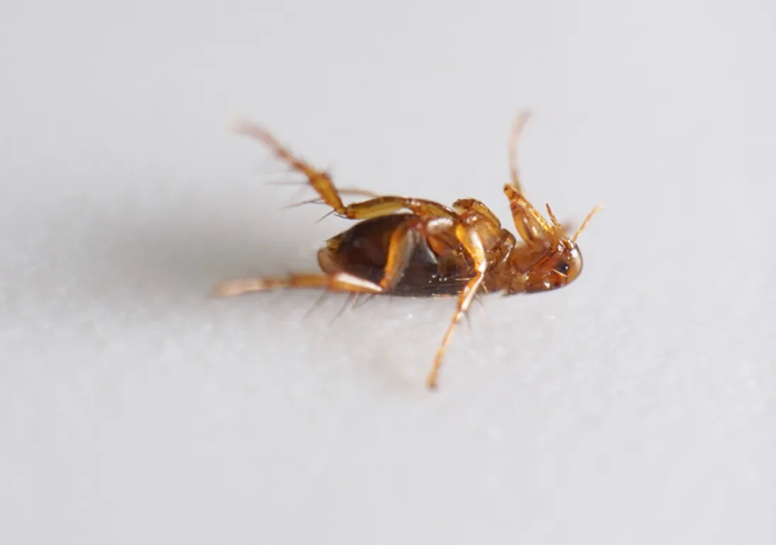 Ein toter Floh, als Symbol für erfolgreiche Flohbekämpfung bei Katzen und in der Wohnung.