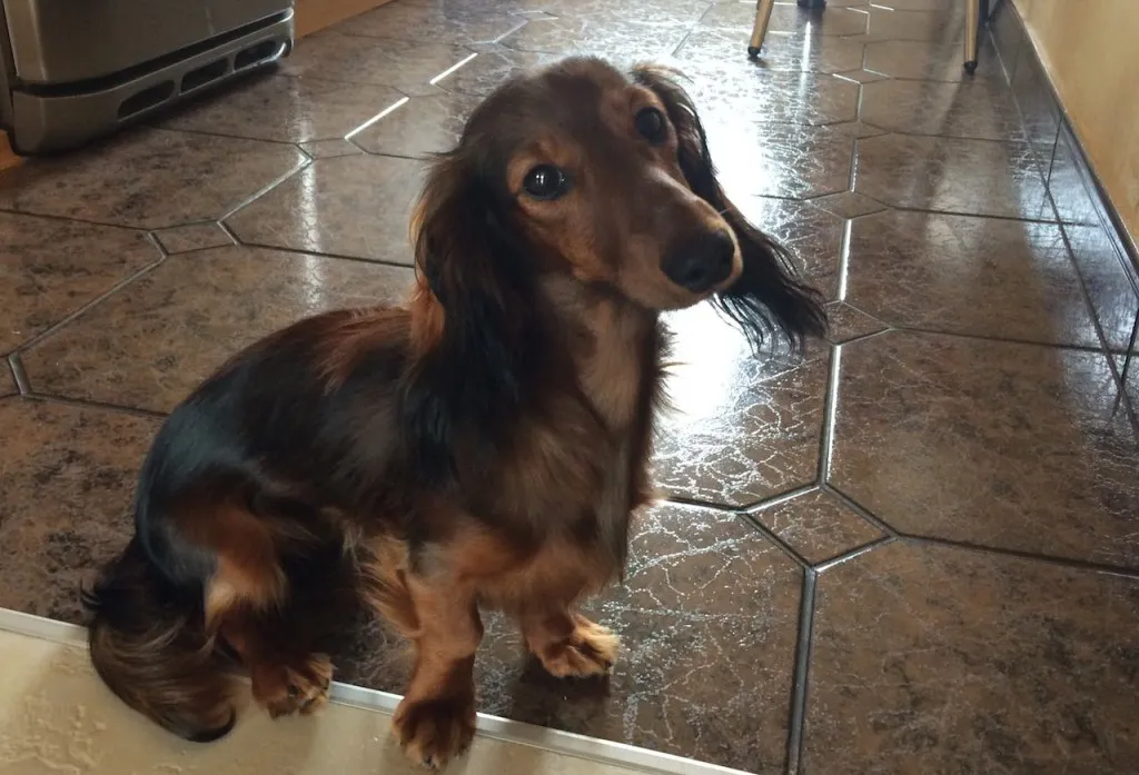 Ein trauriger Hund, der nach seinem Essen schaut, während daneben der Cappuccino steht