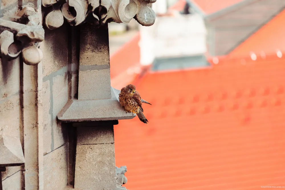 Ein Turmfalke sitzt auf einem Gebäudevorsprung und beobachtet die urbane Landschaft, ein Beispiel für die Artenvielfalt in der Stadt