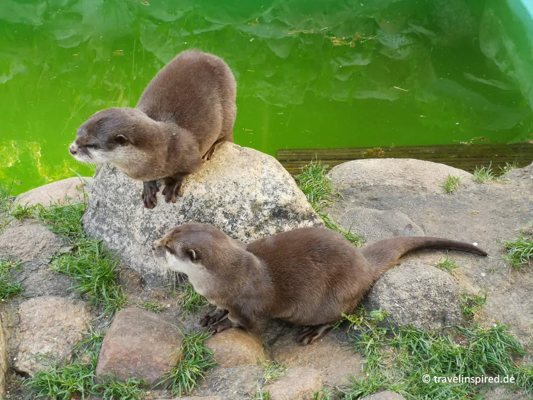 Ein verspielter Otter schwimmt im Wasser, ein beliebtes Tier in den Wildparks Norddeutschlands.