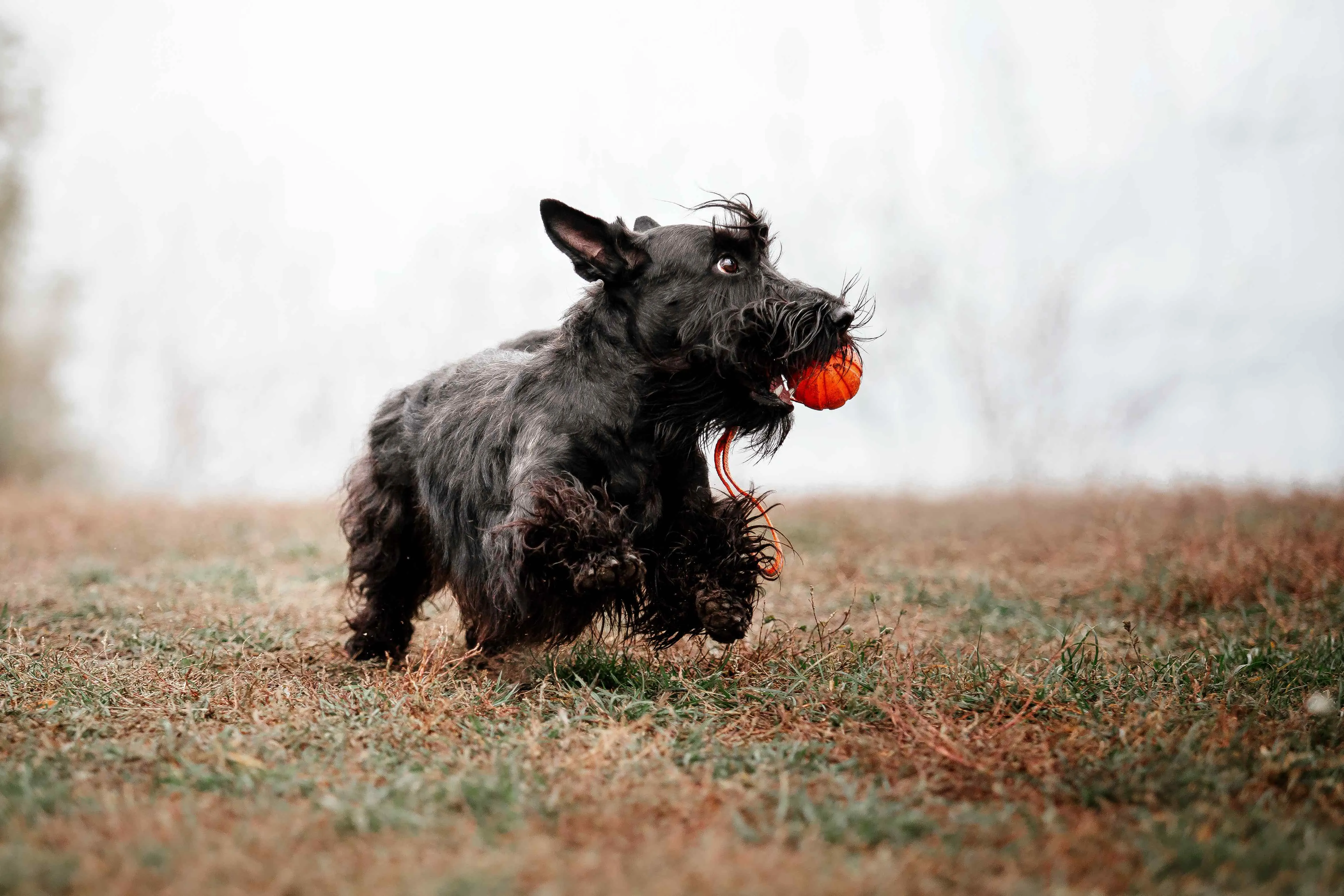 Ein verspielter Scottish Terrier rennt mit einem orangefarbenen Spielzeug im Maul, illustriert seinen Bewegungsdrang und Jagdinstinkt.
