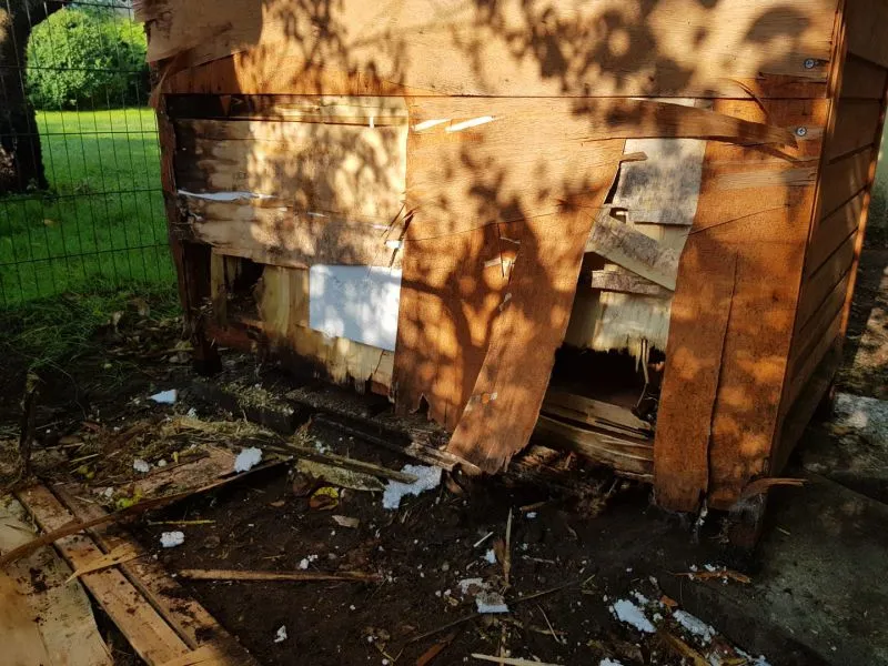 Ein von einem Fuchs beschädigter Meerschweinchenstall mit eingerissener Rückwand aus dünnem Material