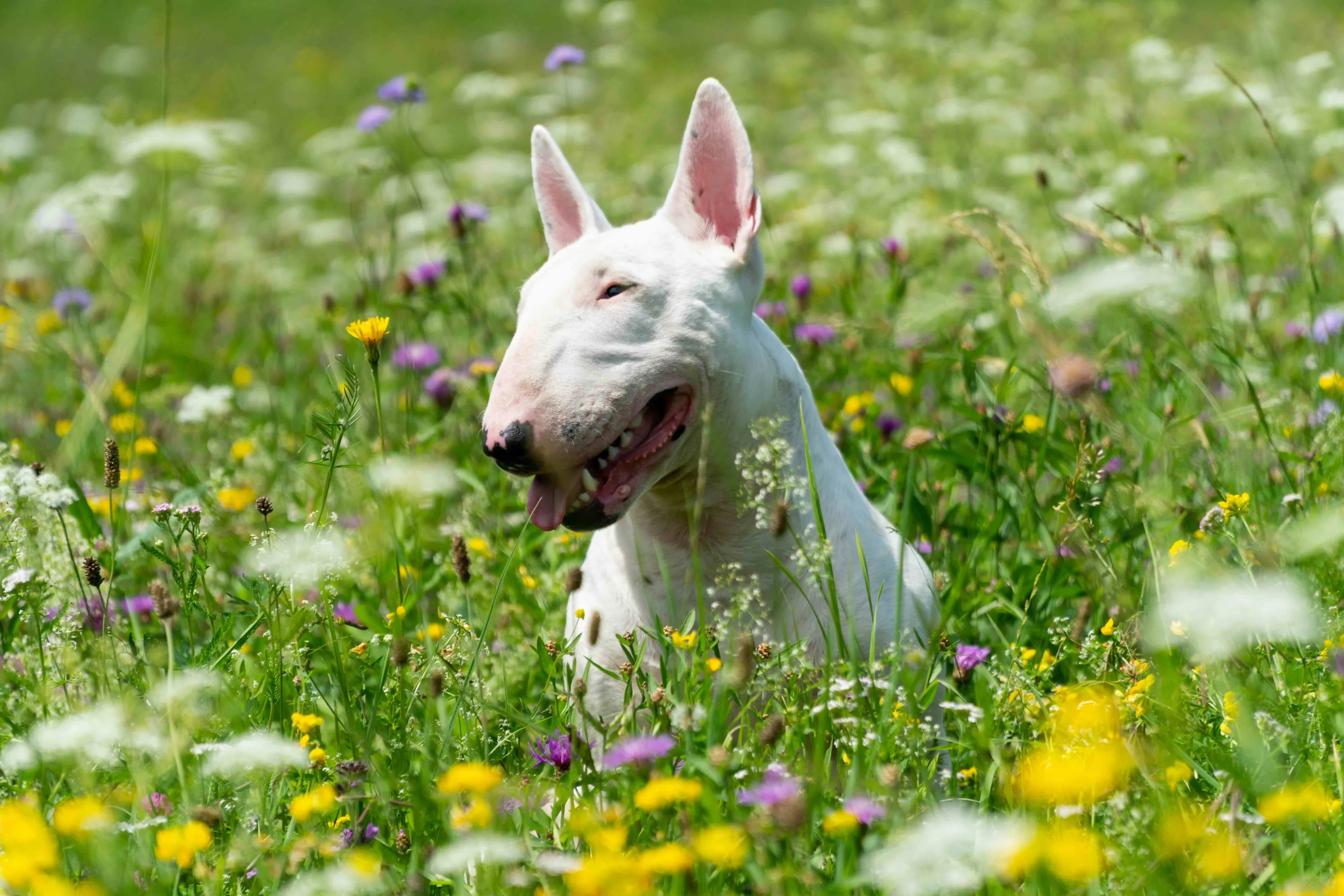 Ein weißer Miniature Bull Terrier sitzt in einem Feld aus weißen, gelben und violetten Blumen