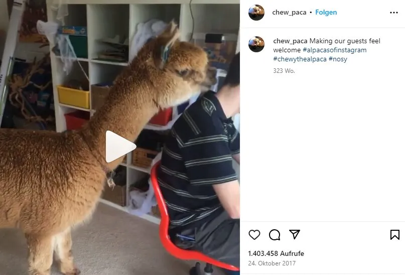 Ein weiteres Beispiel für ein Alpaka, das unter suboptimalen Bedingungen gehalten wird und dessen Bild online geteilt wird.