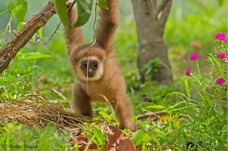 Ein Welpe, der friedlich in seinem Körbchen schläft