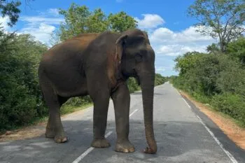 Ein wilder Elefant überquert eine Straße in Sri Lanka