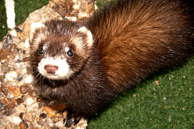 Ein wildfarbenes Frettchen mit dunklen Augen blickt aufmerksam in die Kamera