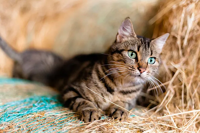 Eine Bauernhofkatze ruht auf Heu, symbolisch für die historische Ernährung mit Milch.