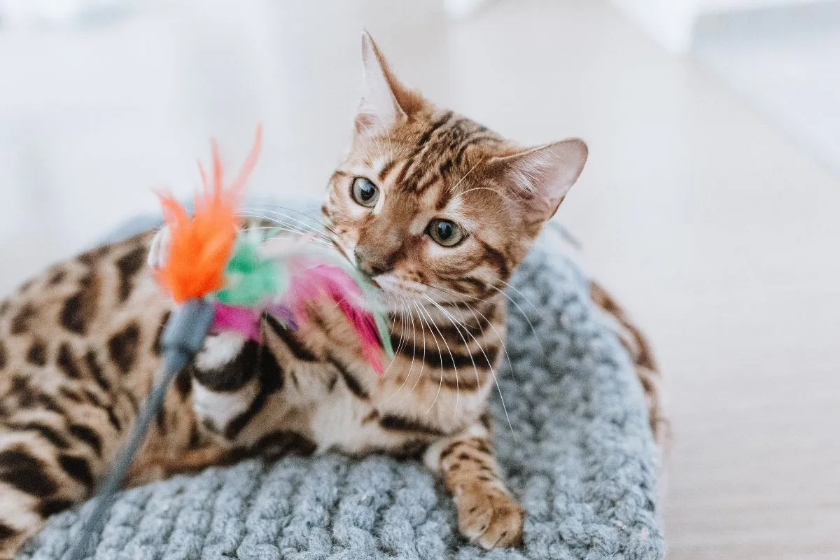 Eine Bengal Katze liegt in einem Korb und spielt mit einem Federstab