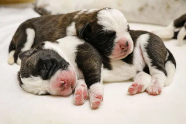 Eine Bernhardiner-Mutterhündin leckt zärtlich einen ihrer Welpen, umgeben von weiteren Geschwistern.