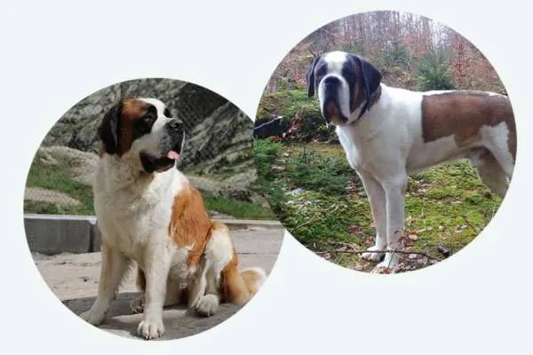 Eine Bernhardiner-Mutterhündin säugt ihre neun Welpen.