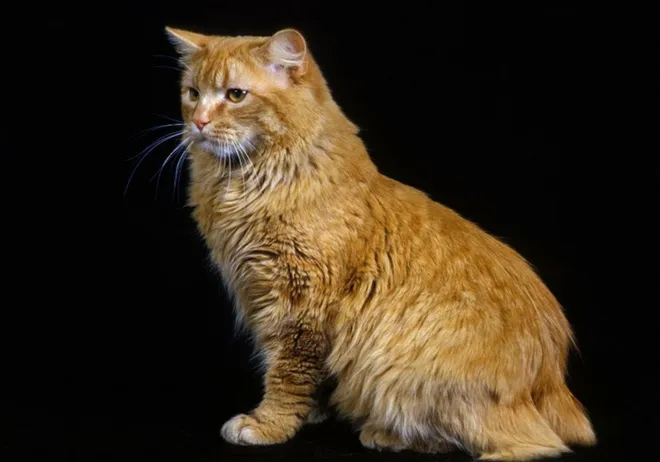 Eine charmante Cymric Katze ohne Schwanz mit ihrem dichten Fell und einem kugelrunden, liebenswerten Erscheinungsbild, die ihre sanfte Natur unterstreicht.