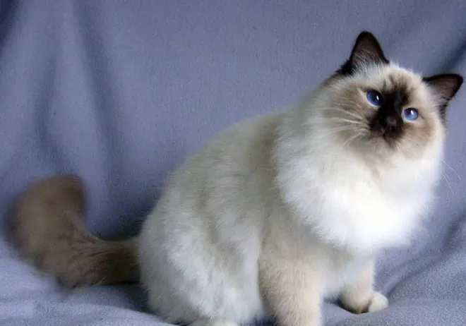 Eine edle Birma Katze mit ihrem seidigen Colourpoint-Fell und den auffallend blauen Augen, die Anmut und eine liebevolle Natur ausstrahlt, die sie zu einer süßen Katze macht.