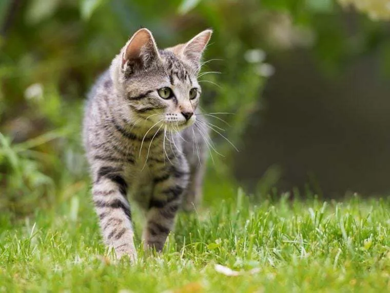 Eine entspannte Europäische Kurzhaar Katze liegt auf einer Wiese im Freien, die ihr natürliches Bedürfnis nach Bewegung und Erkundung unterstreicht.